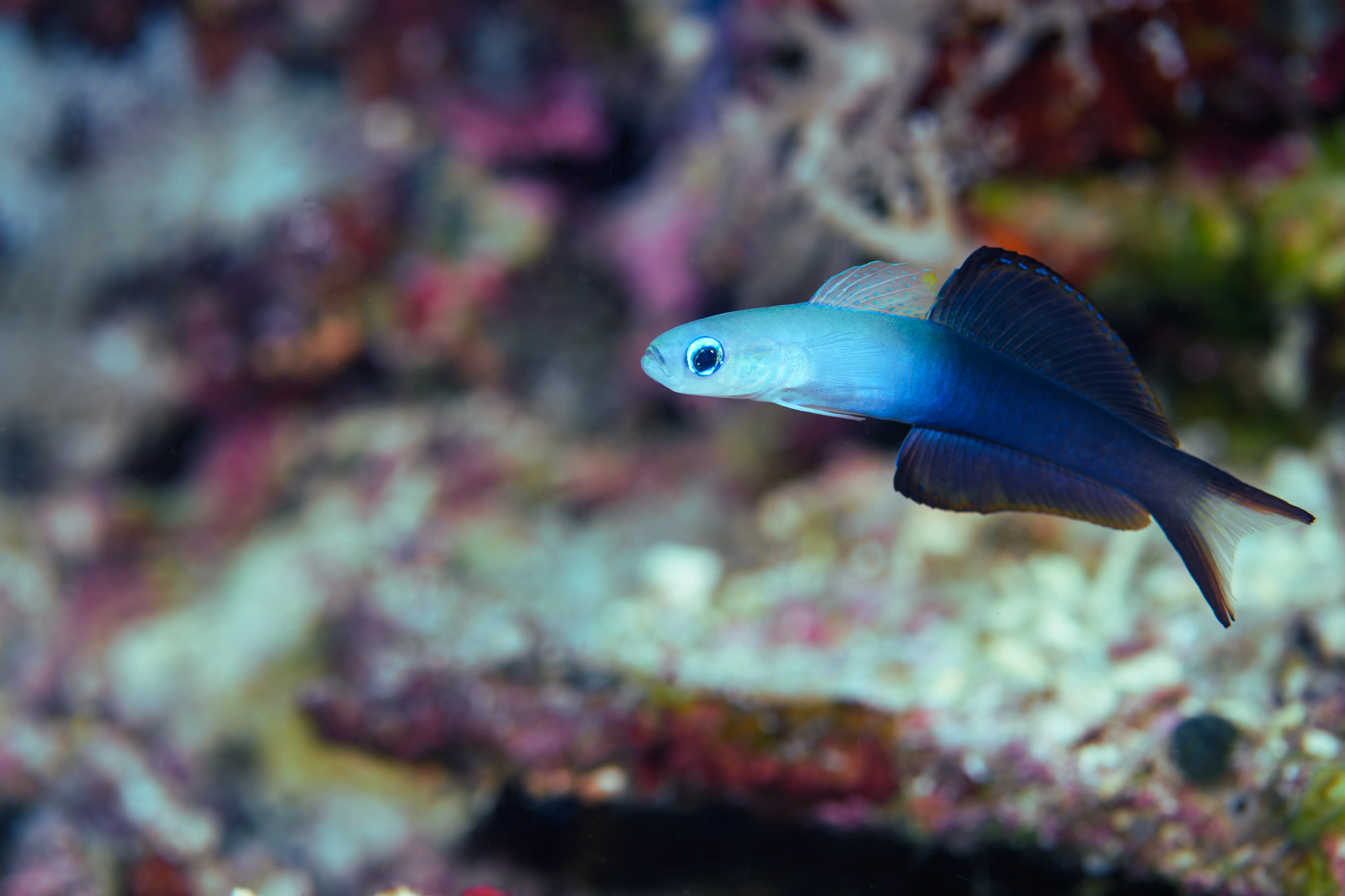 Scissortail Dartfish